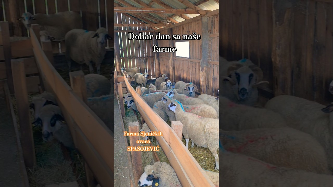 Dobar dan svima sa na&scaron;e male porodične farme ovaca Sjeničke rase