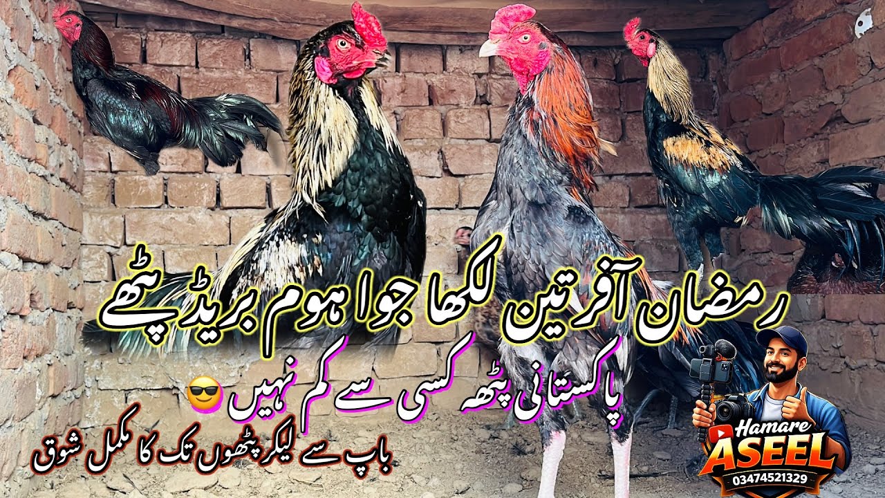 رمضان آفر تین پٹھے دستیاب ہے |لکھا جوا اور خوبصورت پاکستانی پٹھا|مکمل ویڈیو دیکھئے 🥰|باپ کا بھی شوق 