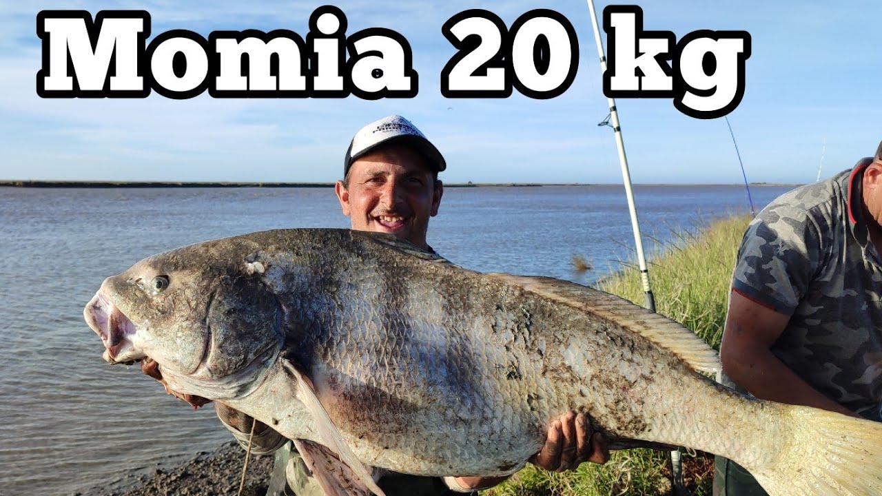 corvina negra pique tras pique en general lavalle momia de 20 kg