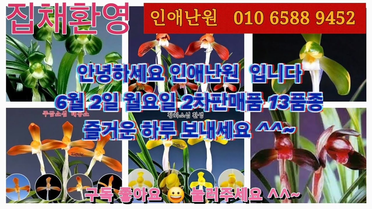 6월2일  월/2차  단엽성입변중투 산반중투  진주복륜  입변산반 입변중투 입변서반  수정중투 산출입변서반 환엽 입변서반 서반중투 13품종  판매합니다