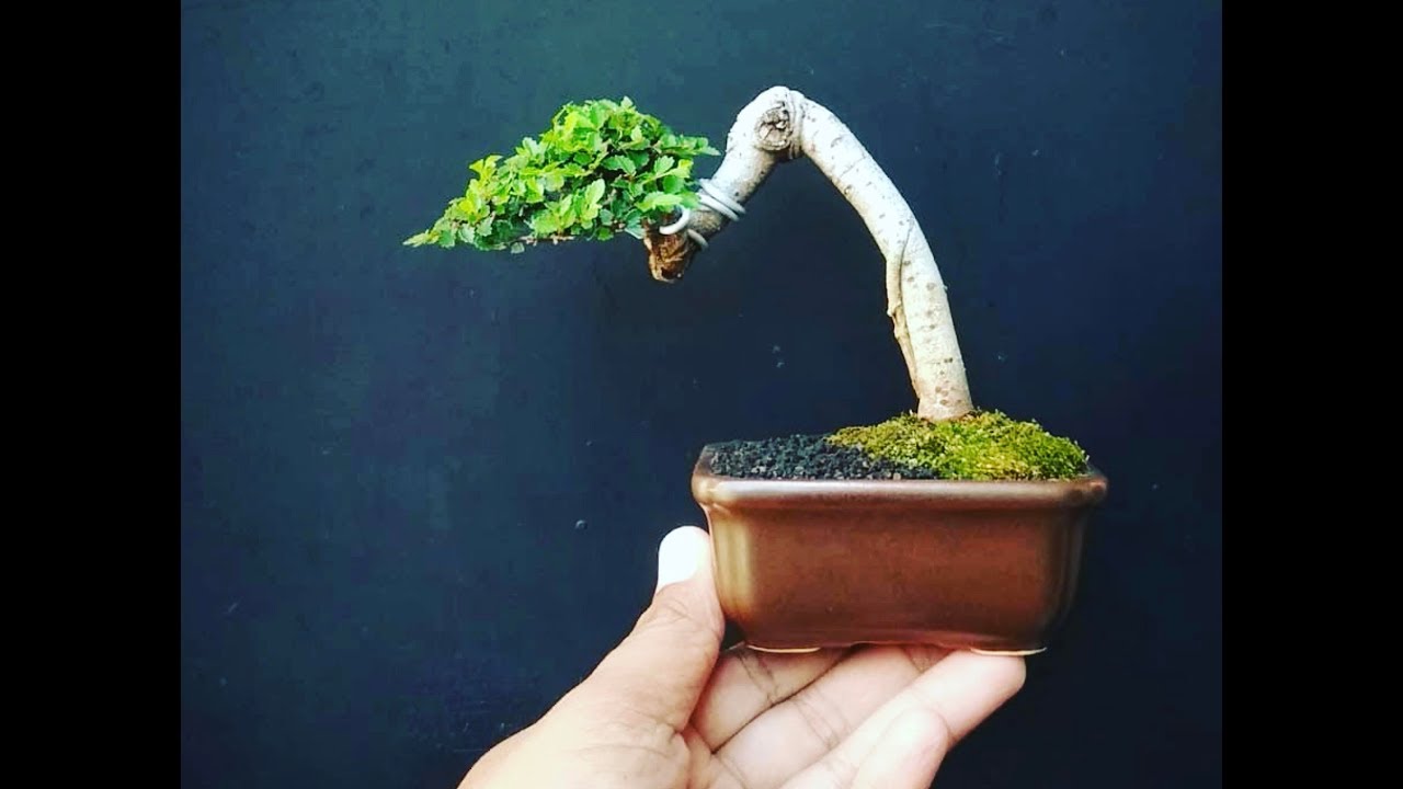 OS TAMANHOS DE BONSAI - AULA PARA INICIANTES