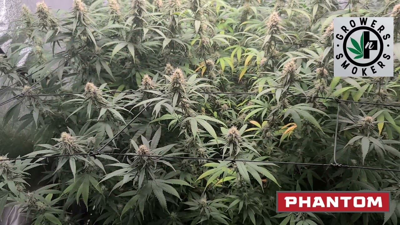 Week 5 Update Phantom LED PHENO 440 Ep 03