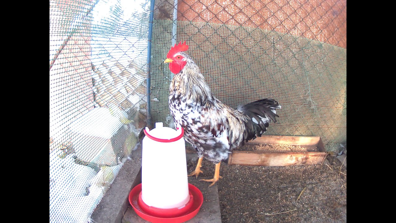 odc39 Kwiat Szwedzki- nowy kogut dla niosek