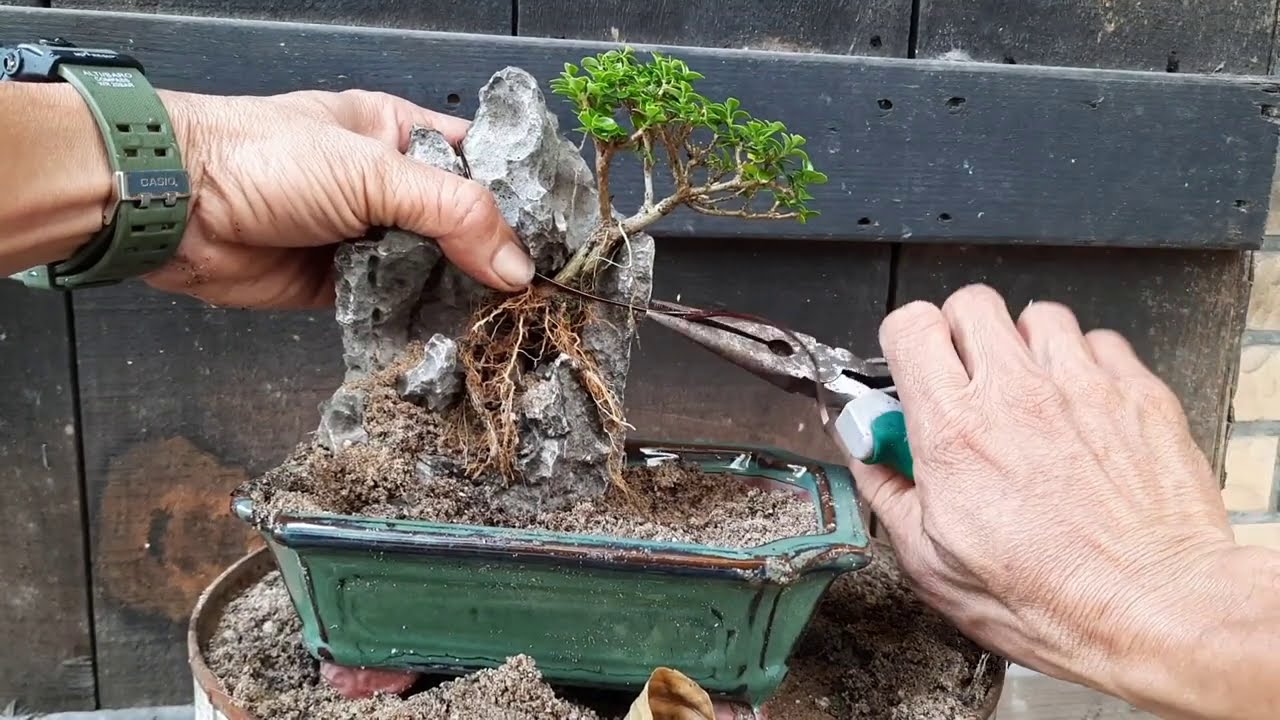các kiểu nuôi cây bám đá một cách an toàn.