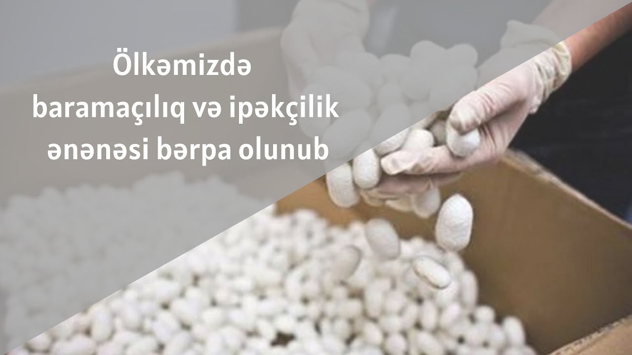 Ölkəmizdə baramaçılıq və ipəkçilik ənənəsi bərpa olunub