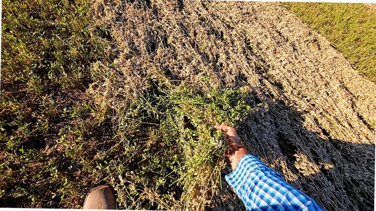 How to Bale Wet Hay