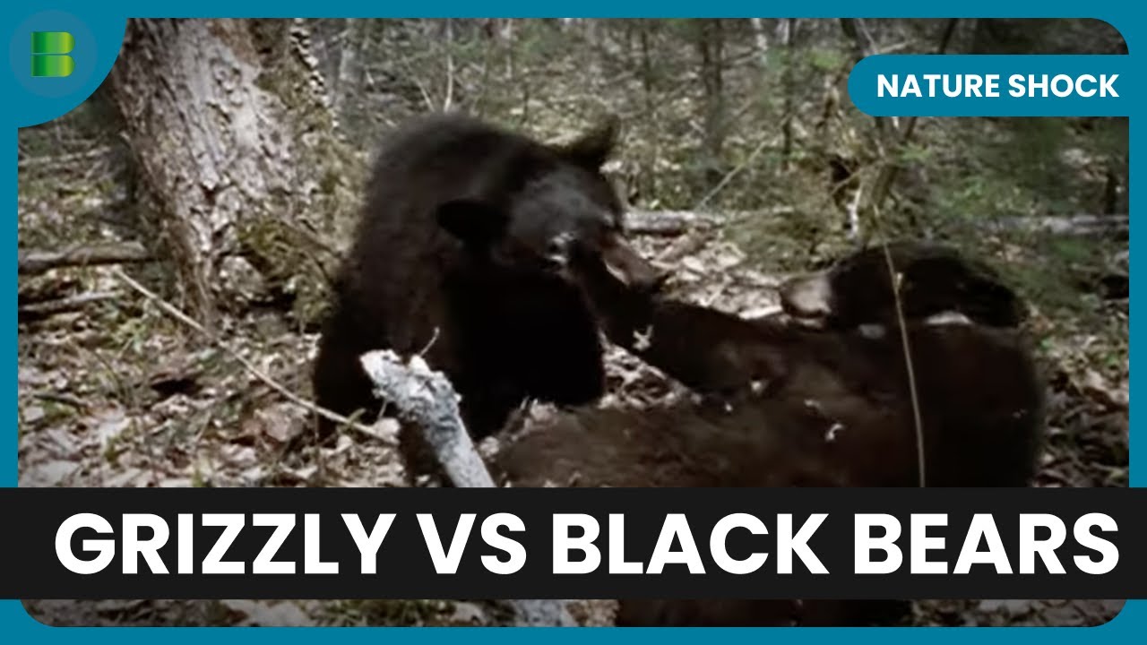 Predator Clash! - Nature Shock - Documentary