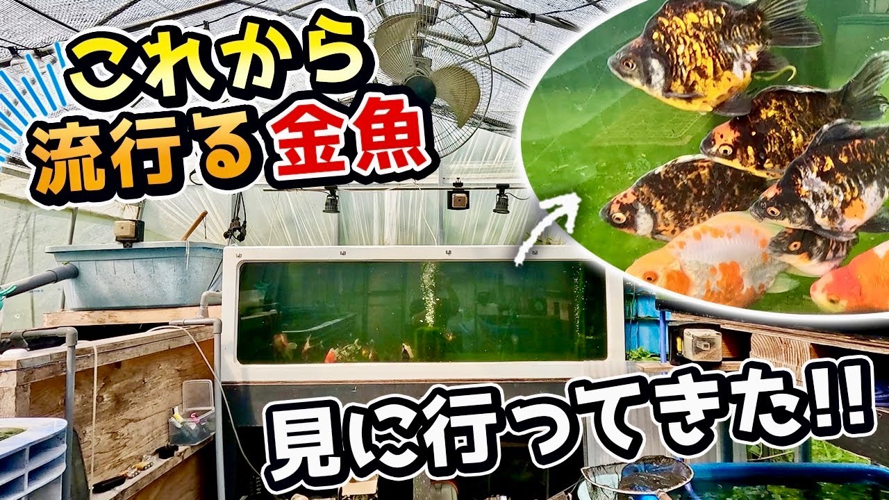 【金魚①】レジェンドが認めた金魚愛好家‼︎ゴールドに輝くドラゴンスケールを作り出す‼︎