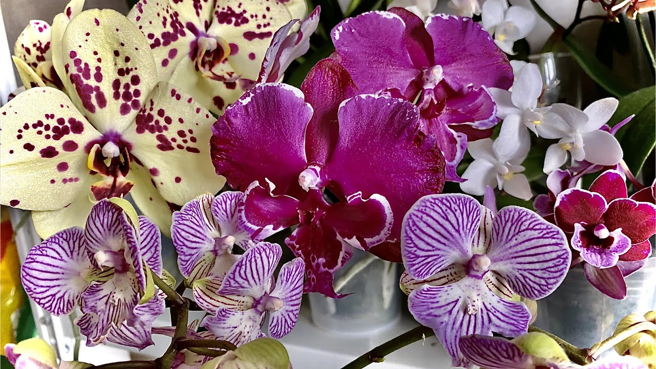 если КОРНИ ОРХИДЕИ НЕ видны, пересадка цветущей орхидеи для ЛЕНИВОГО ухода