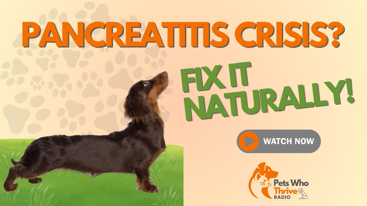 Ep114- PANCREATITIS in Dogs: The Shocking Truth + Natural Ways to Heal!
