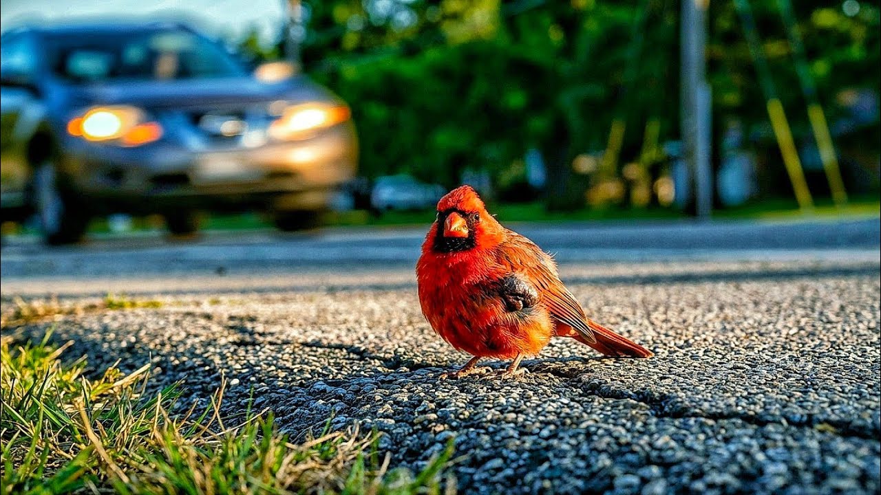 I Saved a Northern Cardinal with a Tumor… You Won’t Believe the Ending! #usaviralvideo