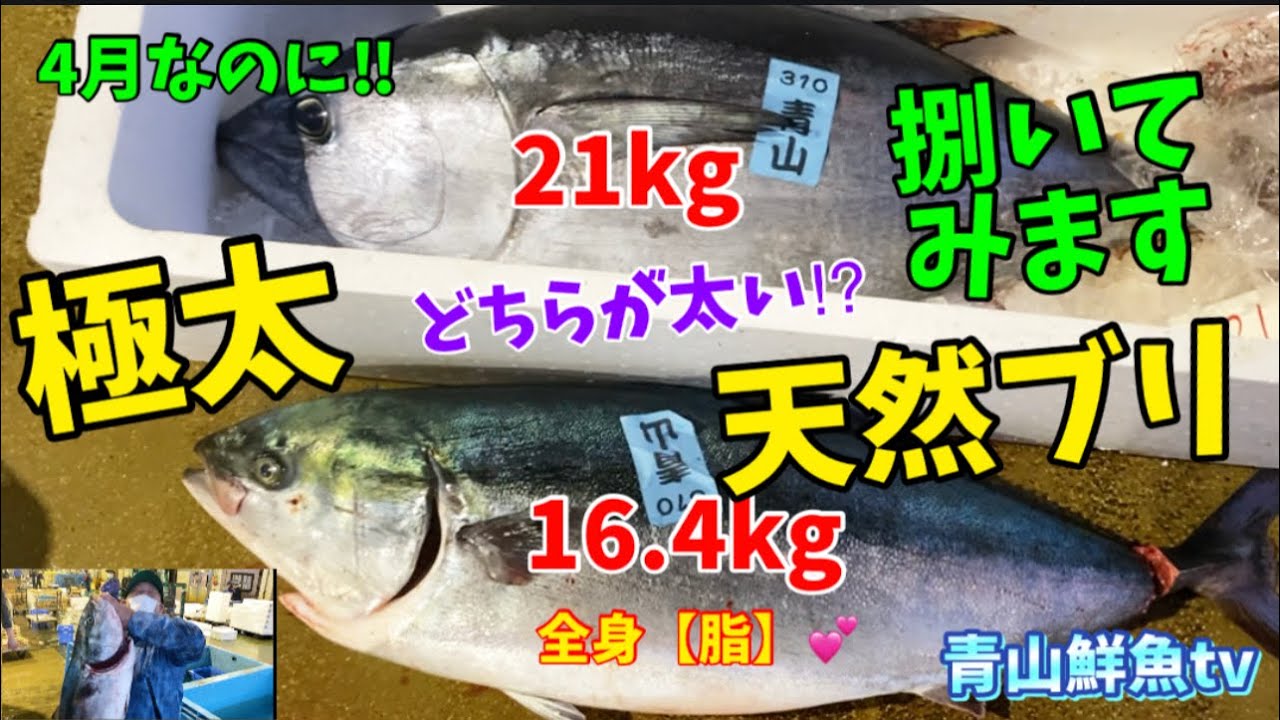 【特大極上天然ブリ】【ブリの捌き方】4月なのに⁉︎極太天然ブリを捌きます👍🐟