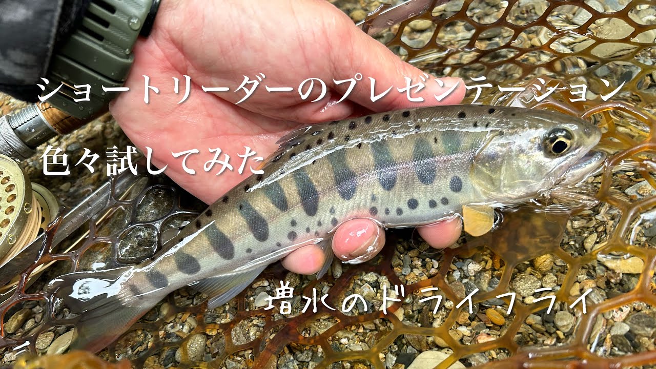 ショートリーダーのプレゼンテーションを色々試してみた　増水のドライフライ