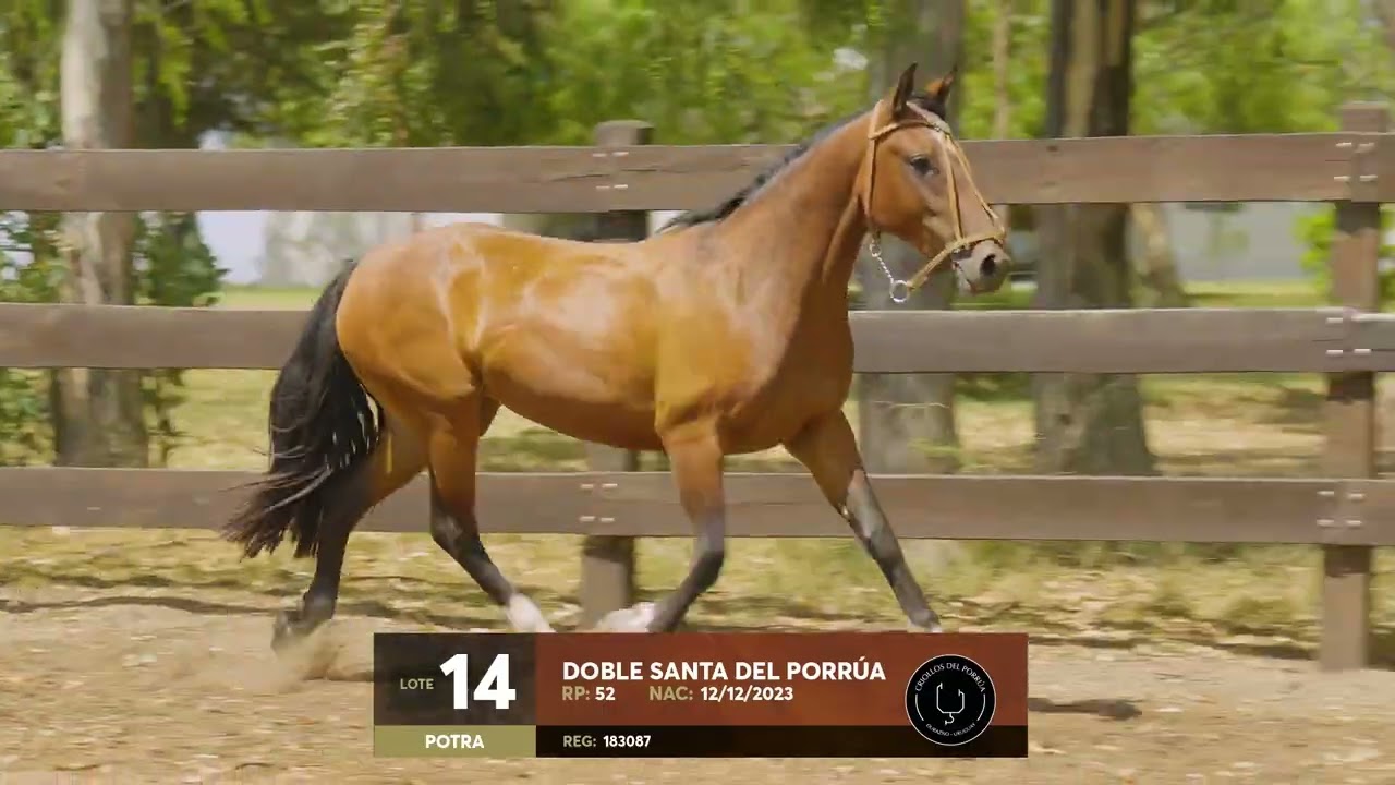 Lote 14