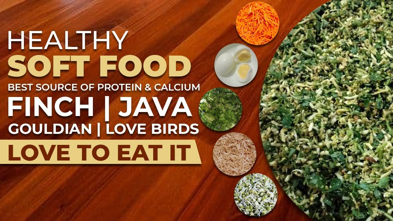 Healthy Soft Food | Best Source Of Protein & Calcium || Finch|  Java| Gouldian | Love birds