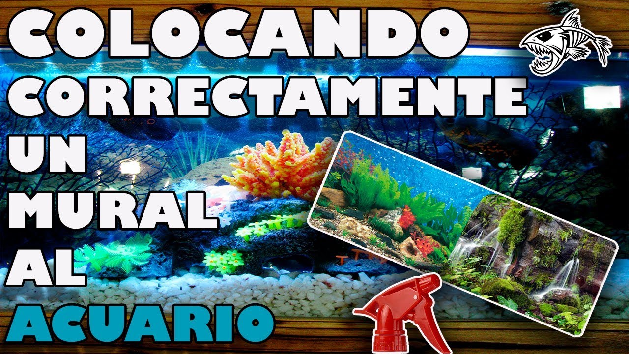 COLOCANDO UN MURAL AL ACUARIO