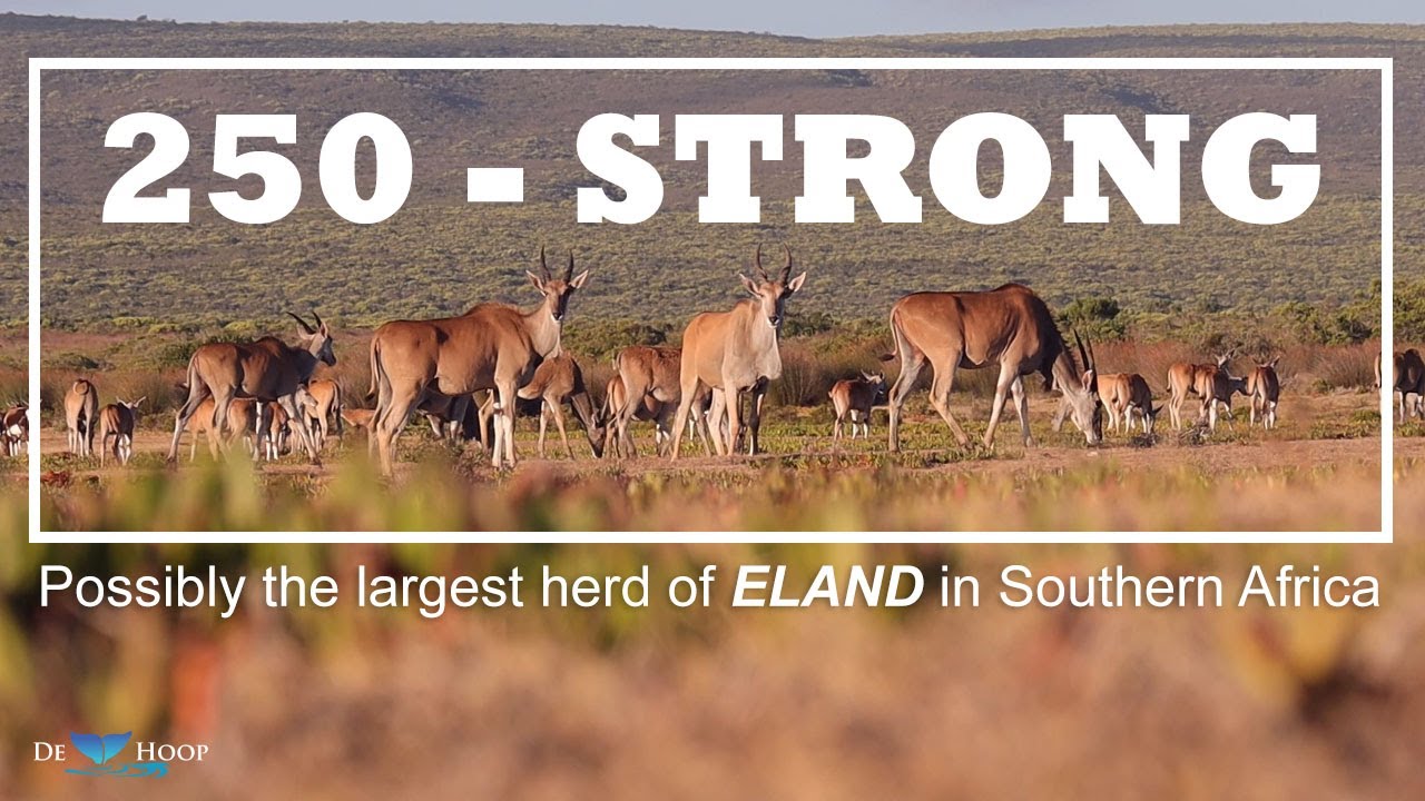 250 - Strong - De Hoop Nature Reserve - Possibly the largest herd of ELAND in Southern Africa.