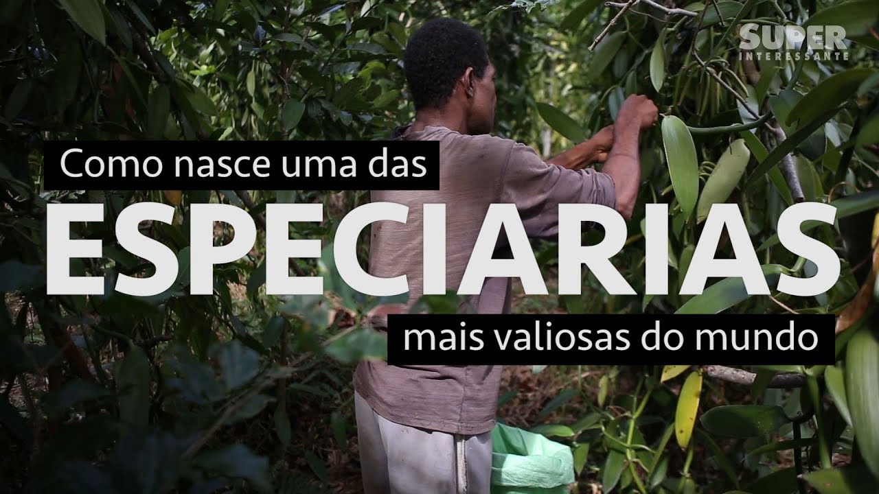 O verdadeiro preço da baunilha - parte 1