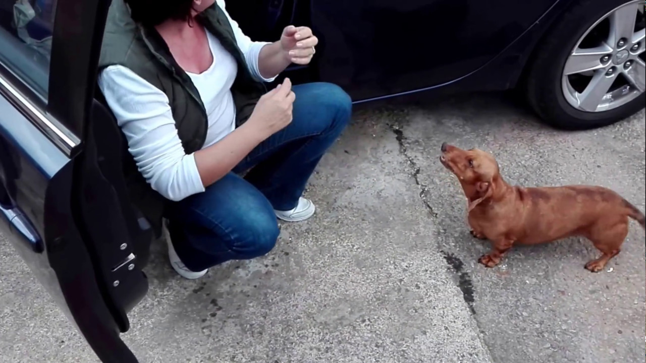 Daschund welcome