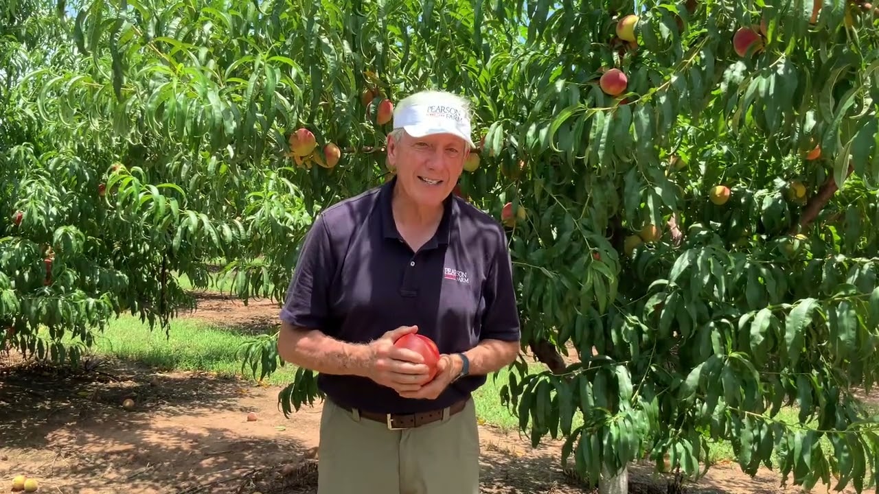Tree Talk - Episode 8.4 The World’s Largest Peach