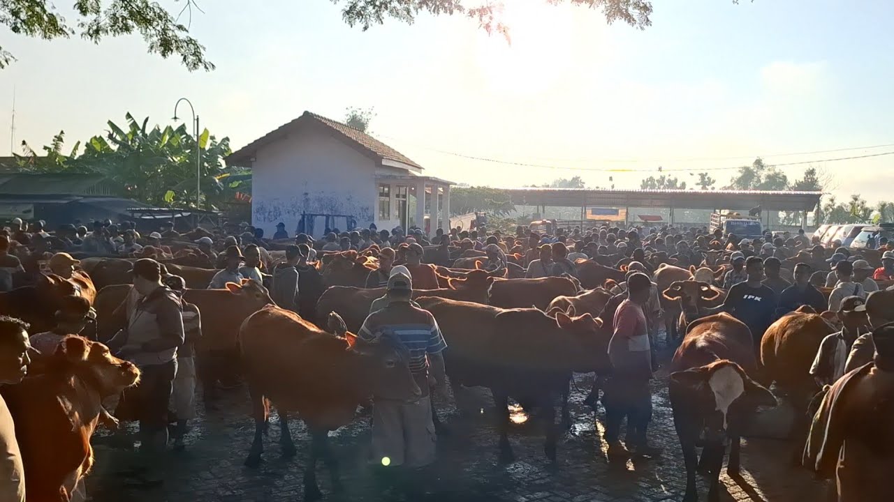 BANJIRRRR.....‼️JUAL SESUKANYA SAPI LEMU BETINA || PASAR SAPI WARUJAYENG NGANJUK ||