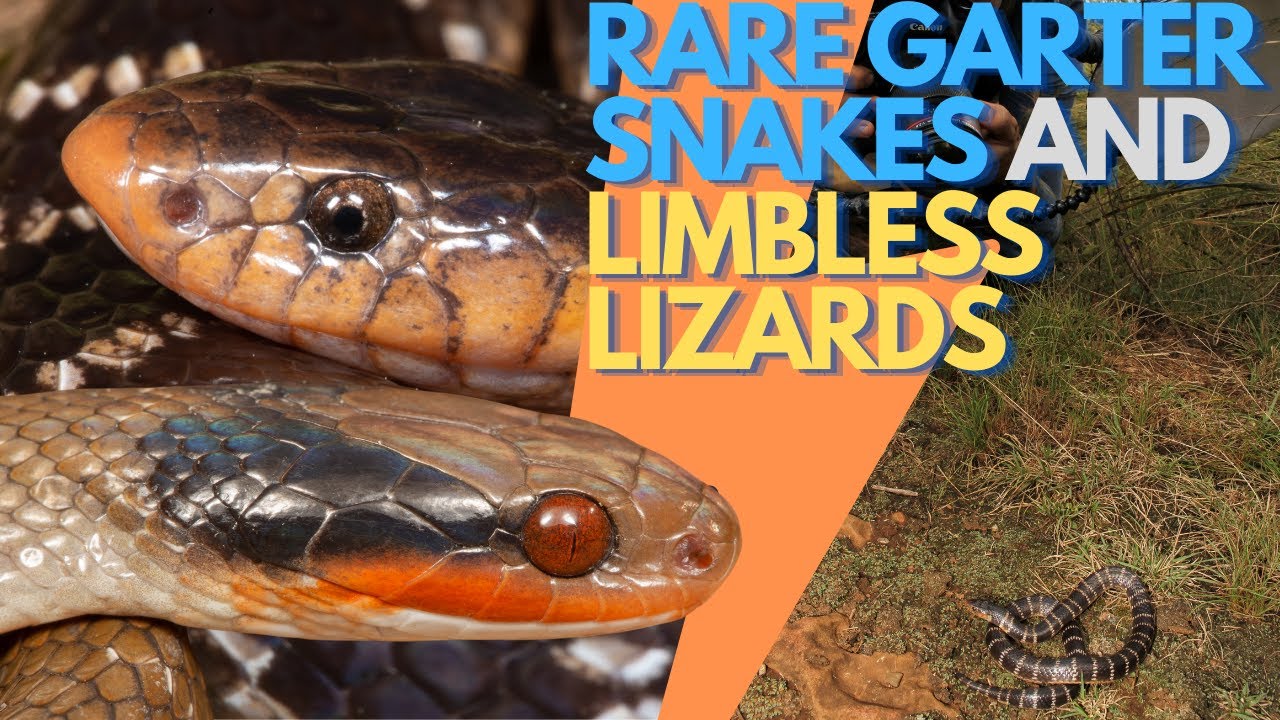 HERPING SOUTH AFRICA IN A SUZUKI JIMNY: RARE GARTER SNAKES, WILD ANIMALS AND MORE.