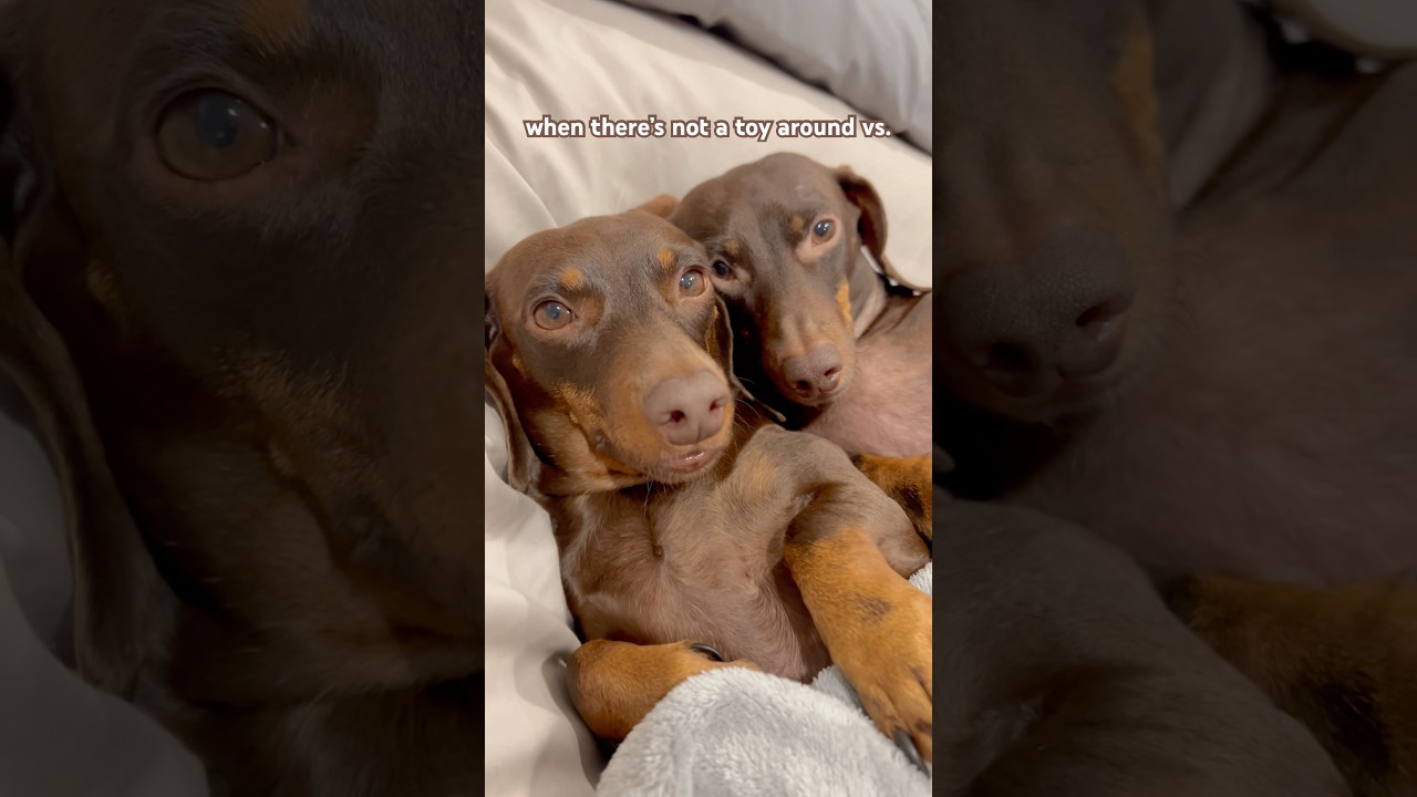 dachshunds #minidachshund #puppy #dachshundpuppy #dachshund #cutedog #funnydog #cute #funny #dogs