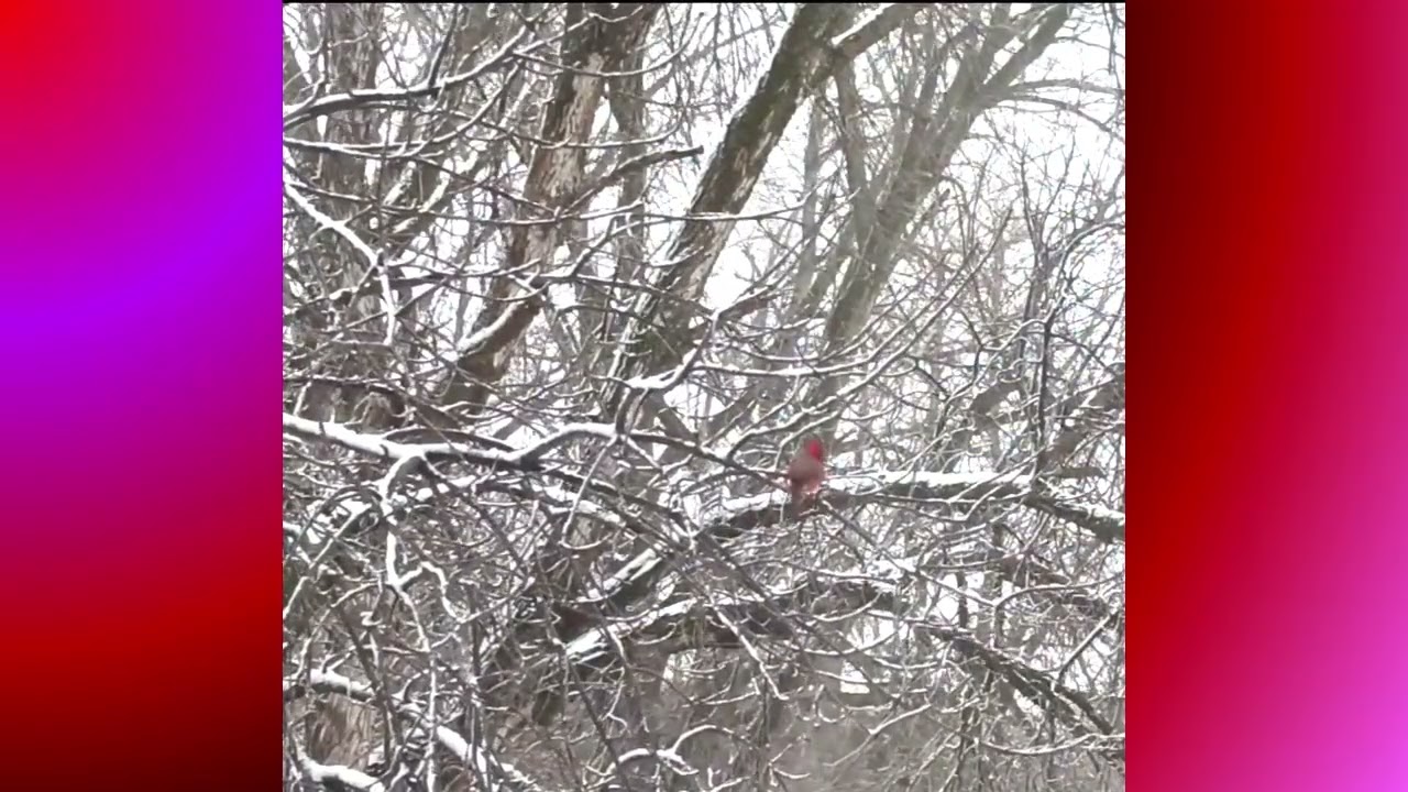 Cardinal dancing to Muskrat Love, Sam is soooo skinny