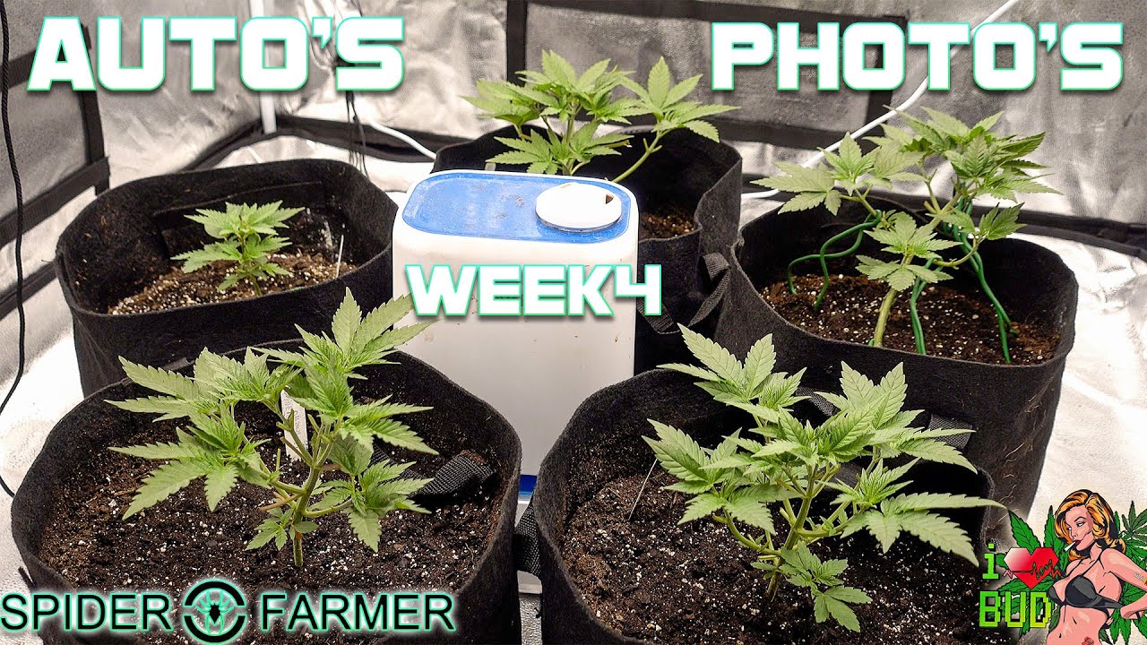 Season 3 Ep 3 Autos Vs Photo's Week 4