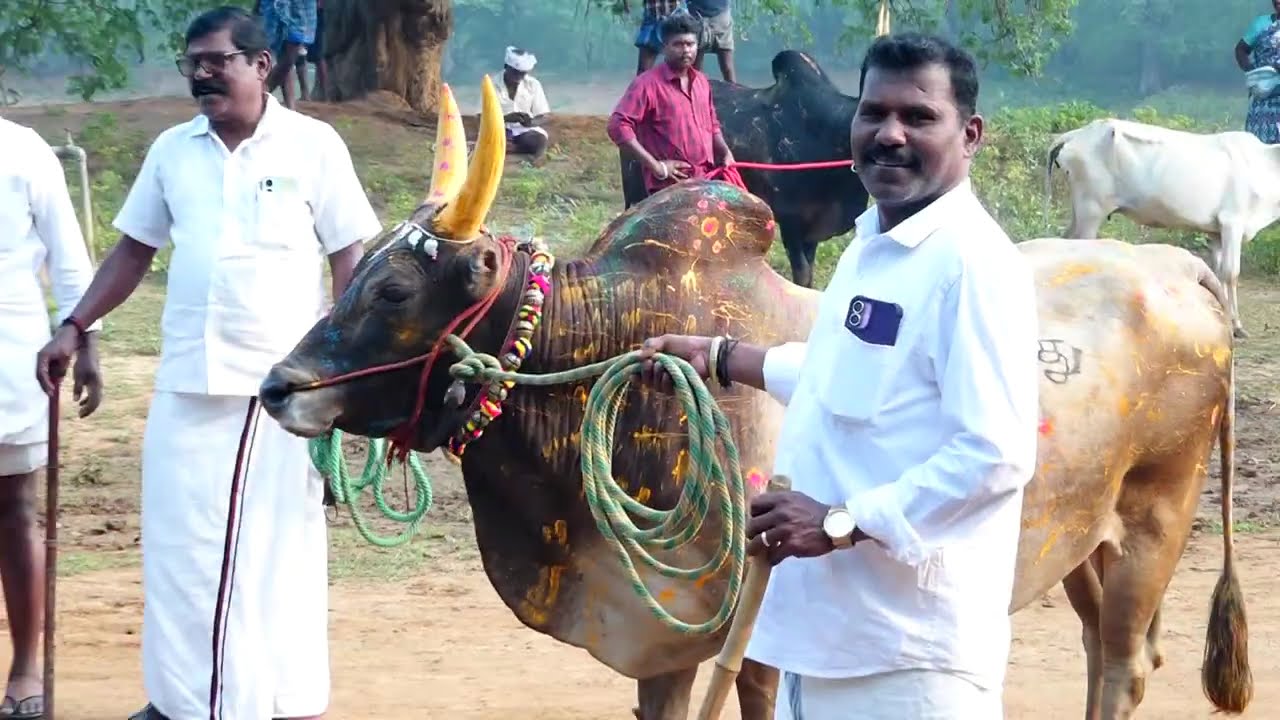 சிவகங்கை சீமை ஐந்து நிலை நாடு ஆலம்பட்டி பொங்கல் விழா 2026