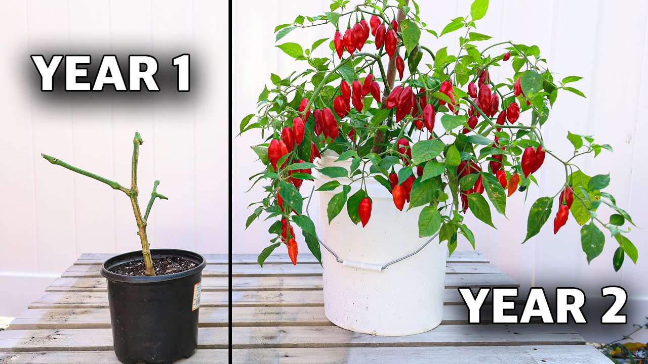 Here&rsquo;s How to REGROW the Same Pepper Plant Every Year! (How to Overwinter Your Peppers)