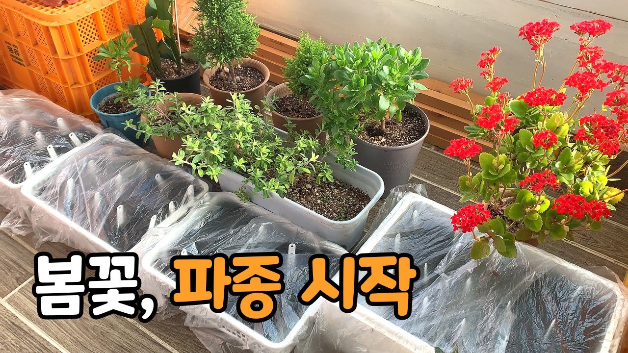 봄맞이 준비해요, 베란다 씨앗 파종과 꽃밭 퇴비 주기