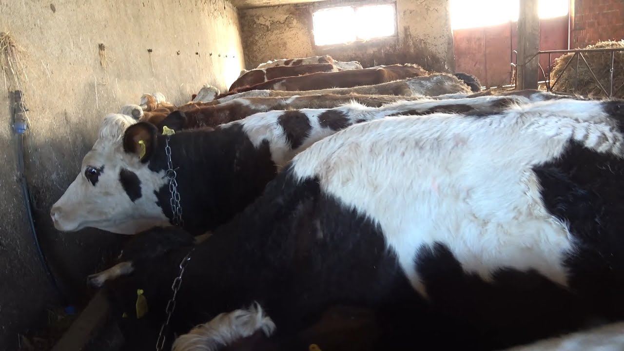 Vacile lui Gabi de la Valea Mare de Cris, Bihor - 2025 Nou!!!