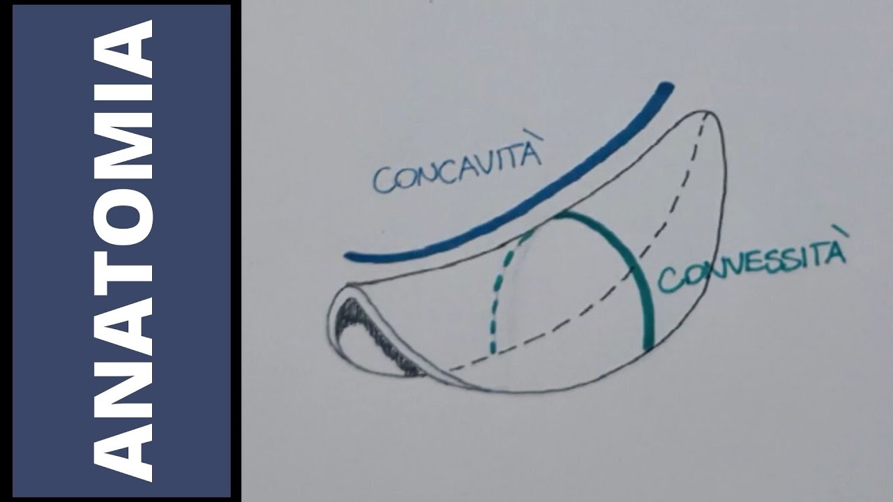 Classificazione delle articolazioni