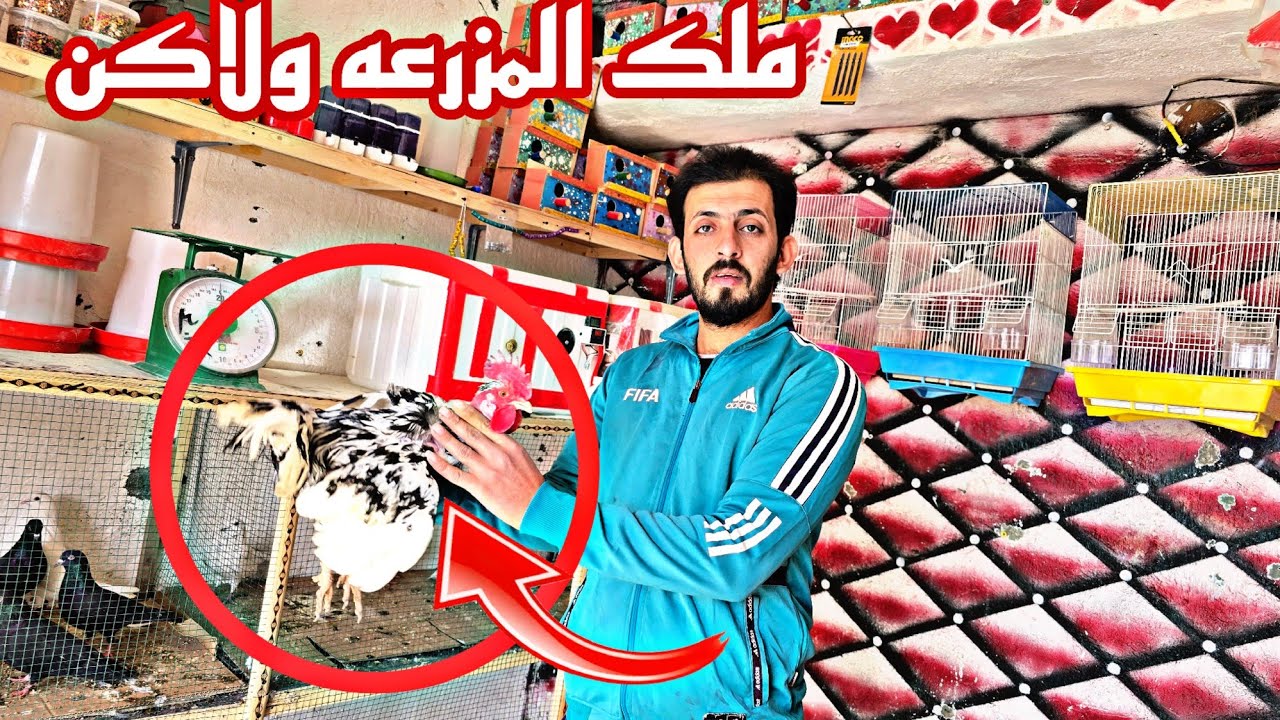 وصل الملك المزرعه ولاكن كانت الصدمه 😱