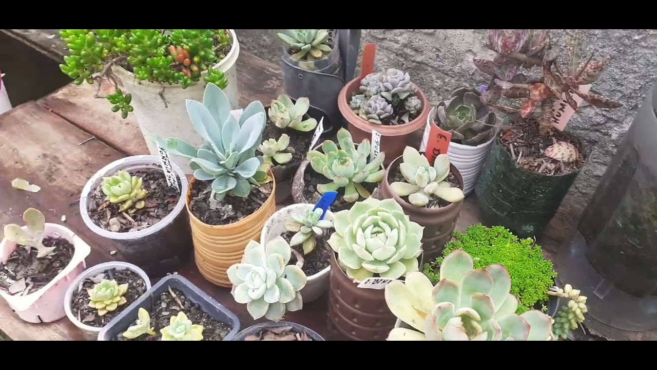 Suculentas  quanta  sol & algumas  não chuva 🌵🌹@rotinadacasa90 