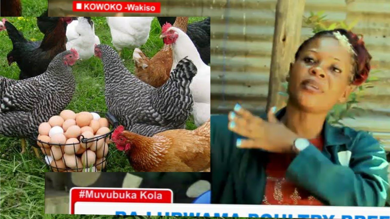 Gaggawala ng'olunda enkoko ennansi ne Balubwama Poultry_ How to start Local Chicken on small scale
