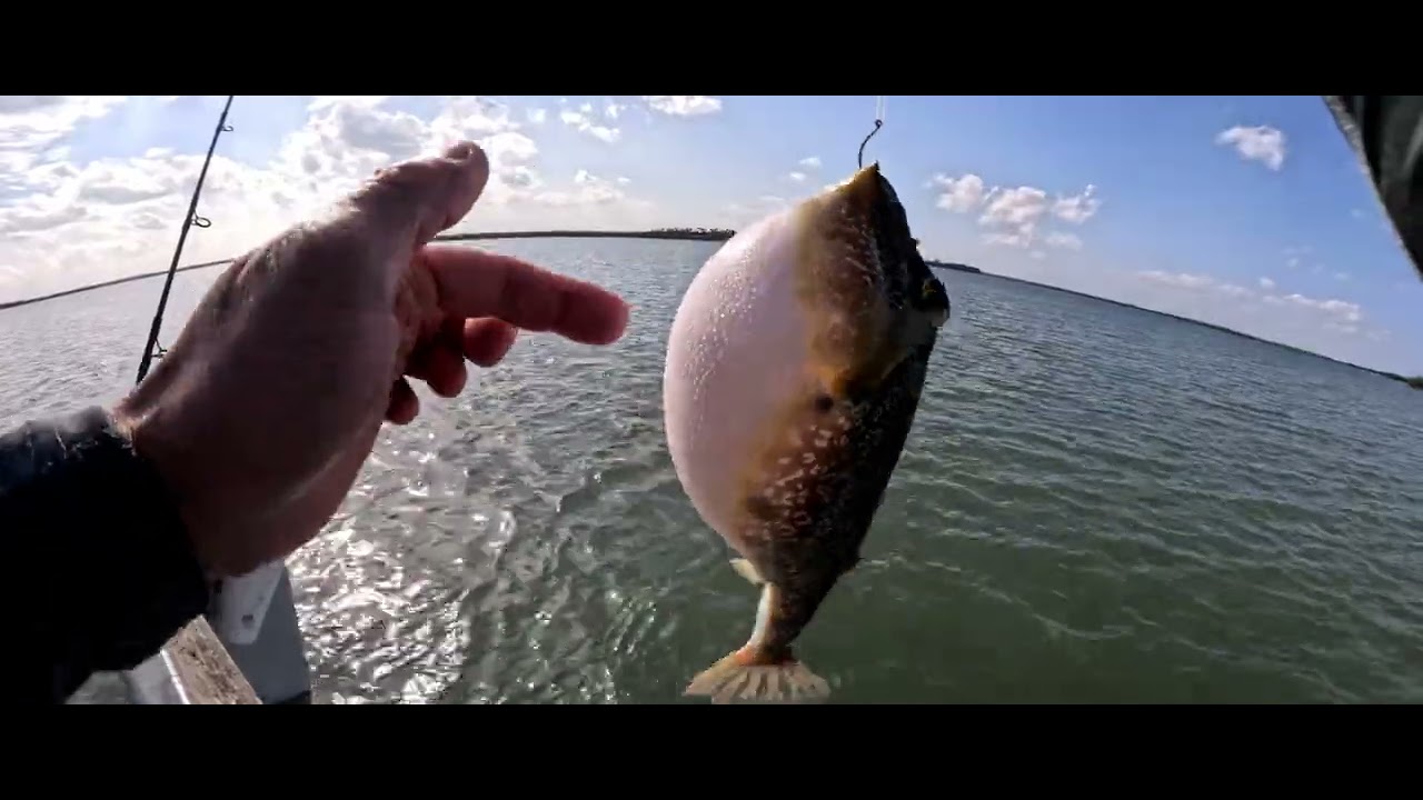 Having a great time fishing at New Smyrna Beach. 