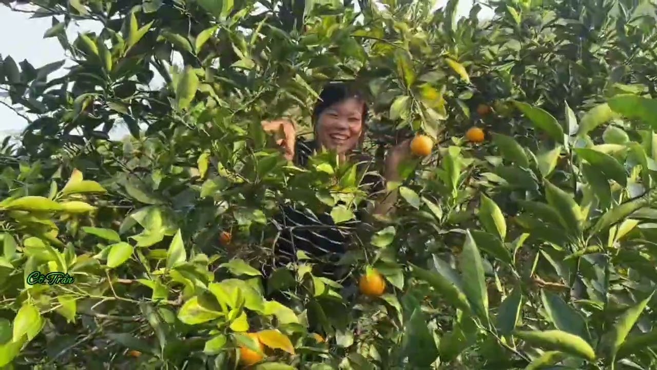 Nay Cô Trần Về Vườn Cam 🍊 Nhà Ngoại 😝😝 