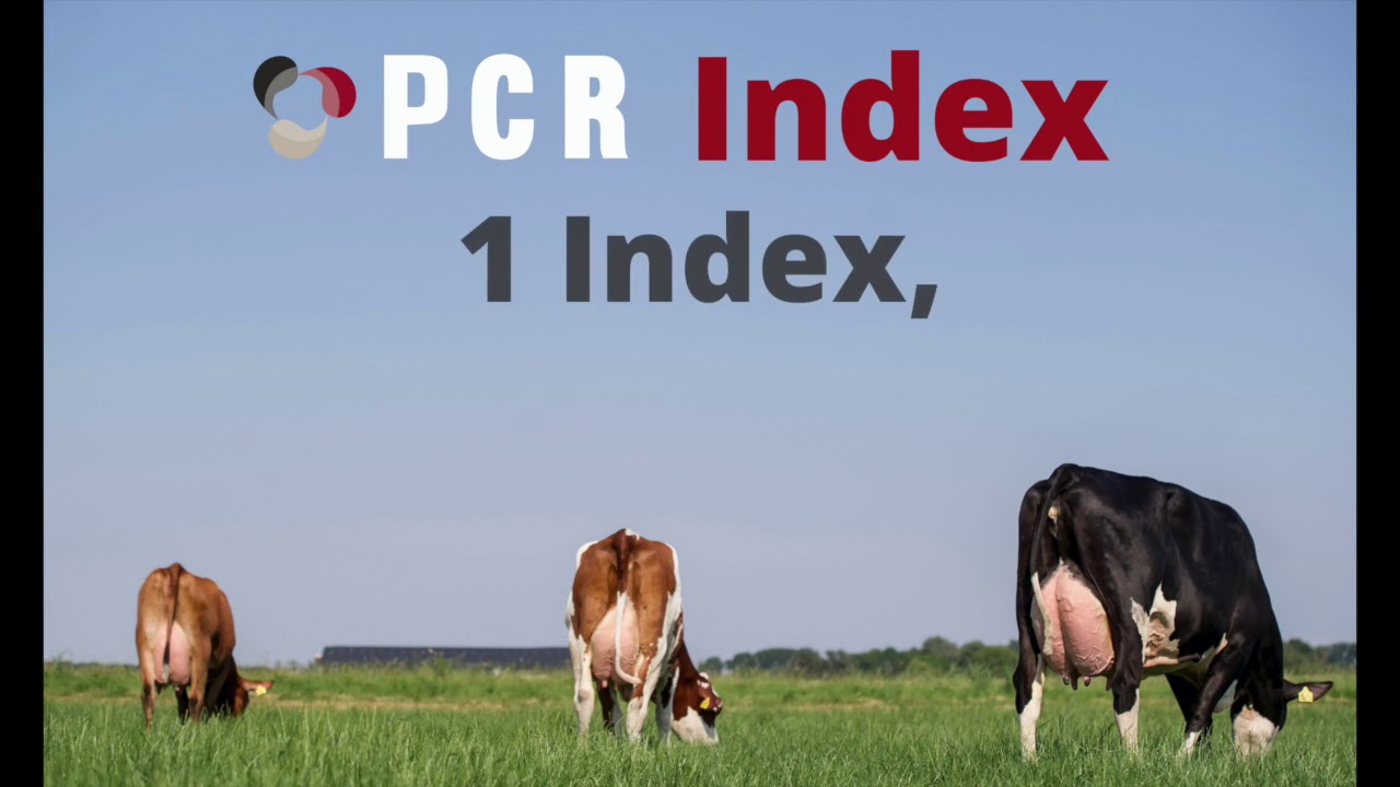 ProCROSS Index - Wählen Sie Ihre Bullen für die Kreuzungszucht aus
