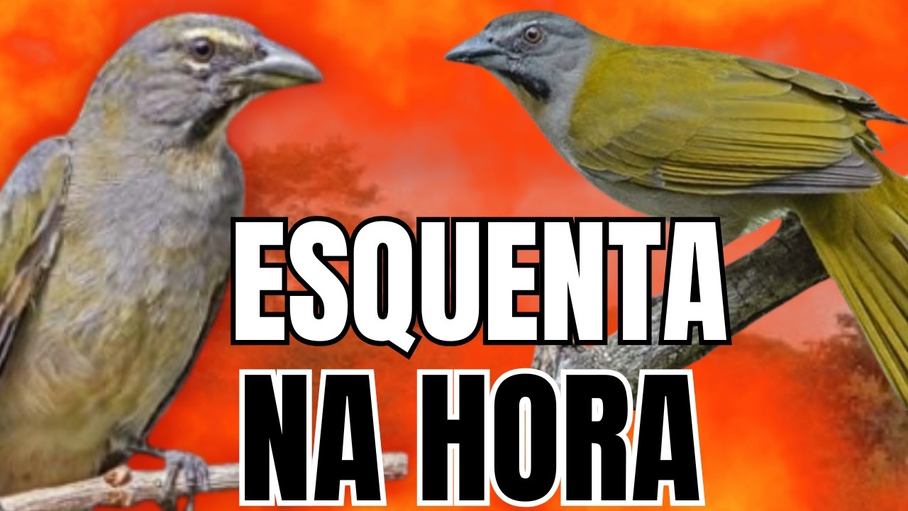 ESQUENTAR TRINCA FERRO COM TRINCA FERRO CANTANDO MELHOR TRINCA FERRO CANTANDO ESQUENTAR TRINCA FERRO