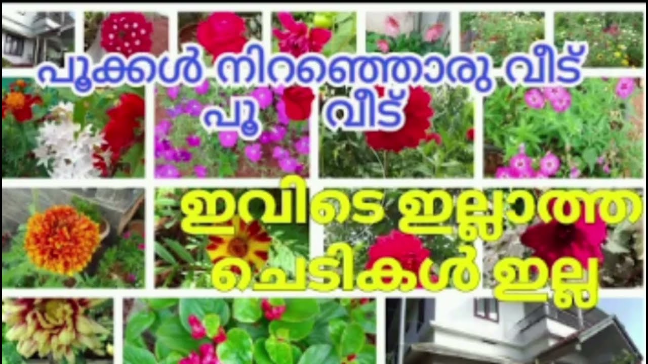എന്നും പൂക്കൾ നിറഞ്ഞൊരു വീട് ഈ പൂന്തോട്ടം കണ്ടില്ലെക്കിൽ നഷ്ട്ടം തെന്നെ #poonthottamo#chedikal#