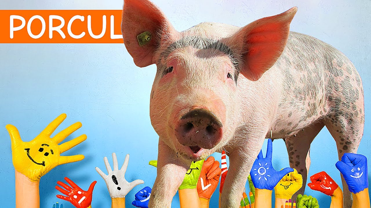 Animale domestice - Porcul pe intelesul copiilor