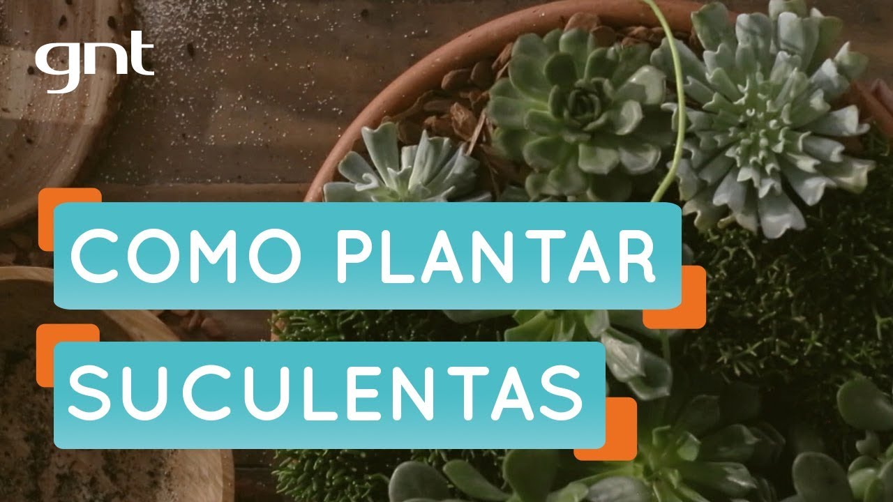Como plantar suculentas | Jardinagem | Mais Cor, Por Favor