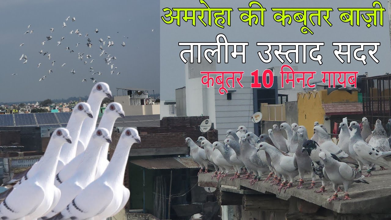 Amroha ki kabootar bazi. अजीम भाई के हैदराबादी कबूतर हुए गायब। अमरोहा का शौक।