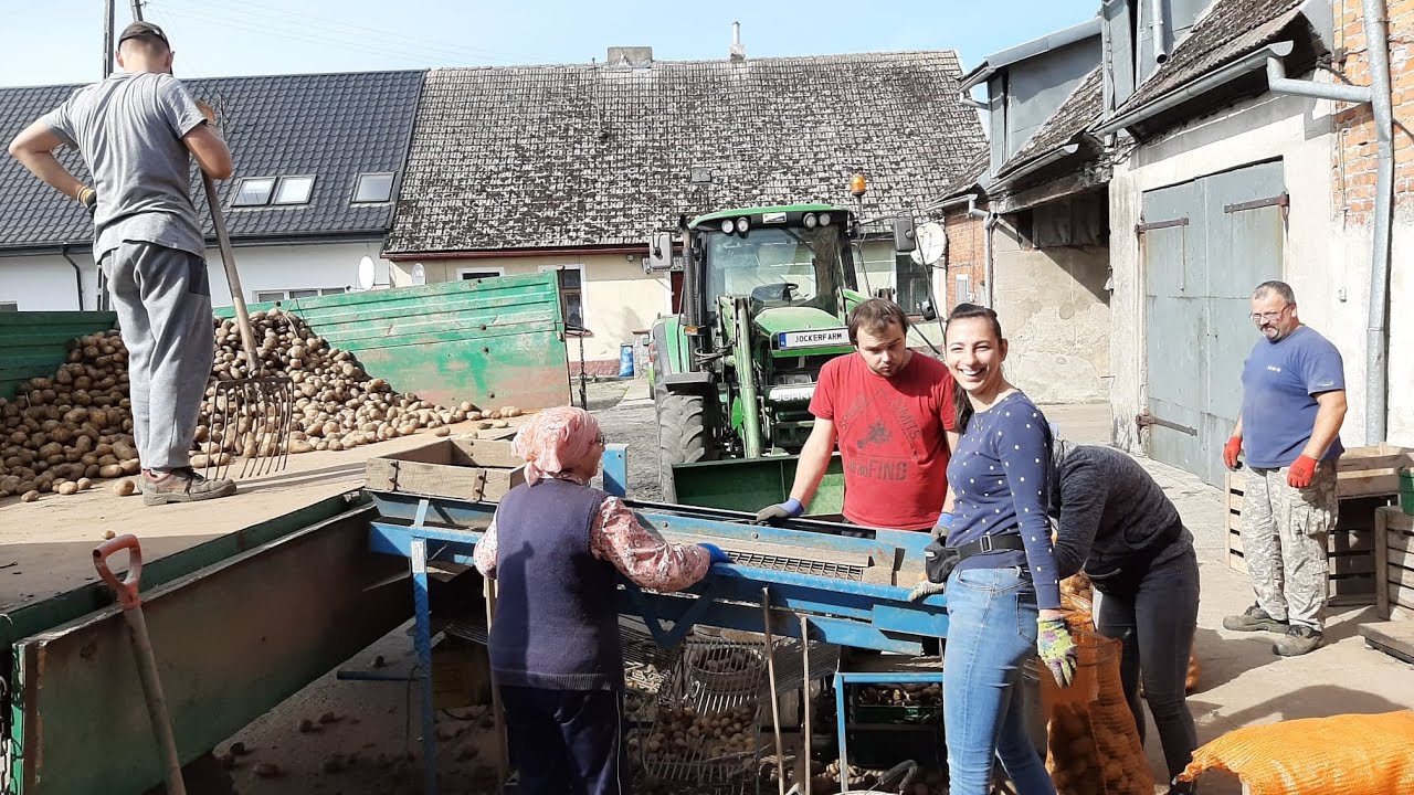 Sortowanie Ziemniaków ☆80-letnia Babcia Jeszcze Ma Siłę ☆Polskie Wykopki