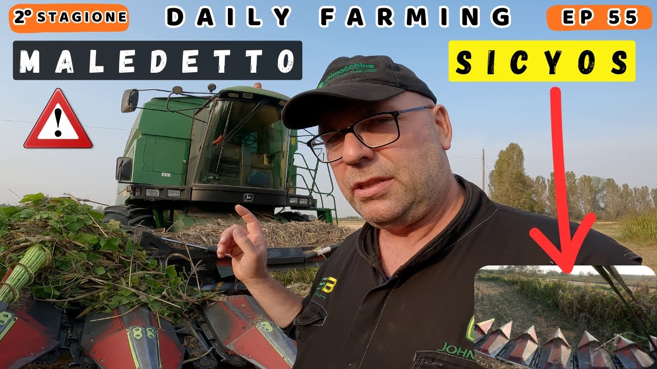 Qualche inconveniente in trebbiatura , ma non ci lamentiamo | ottime rese ettaro | daily farming 55