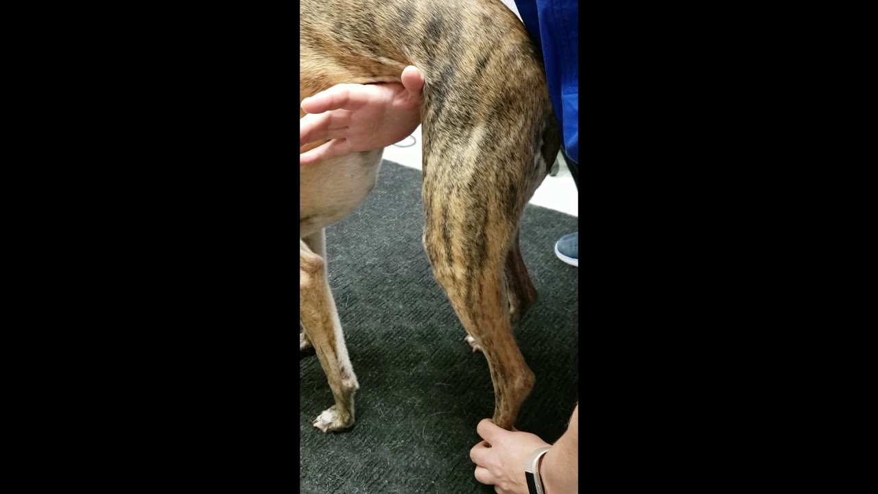 SOAR Veterinary Services: How to check conscious proprioception