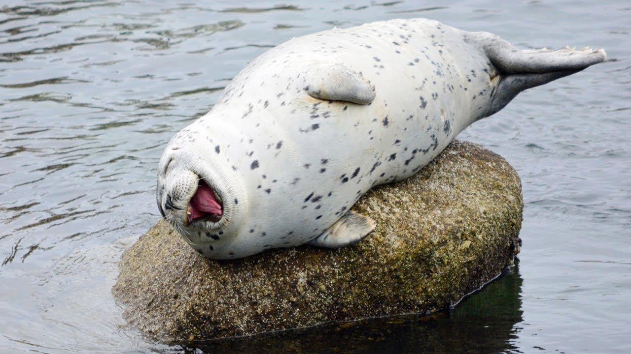 Amazing WATER SEAL ! Cute Baby Seals Doing Funny Things Compilation