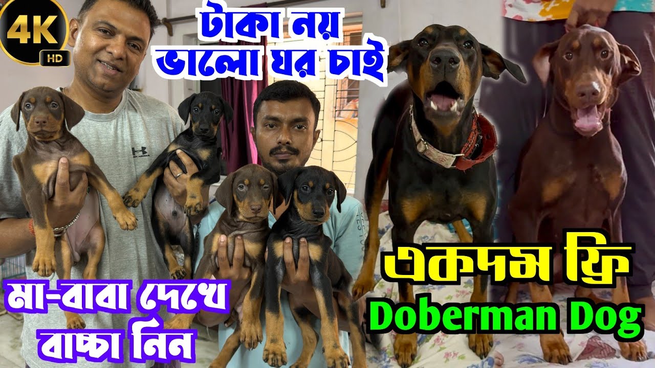 Free Adoption Doberman Dog. Doberman Puppies Sell Low Price. Dog Market in Kolkata Price.